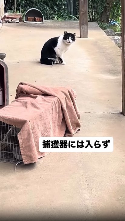 捕獲機の手前で座る猫