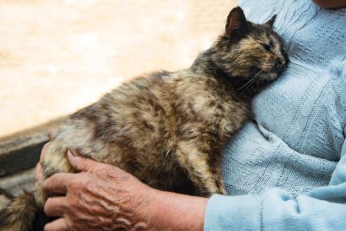 飼い主に抱っこしてもらう高齢猫