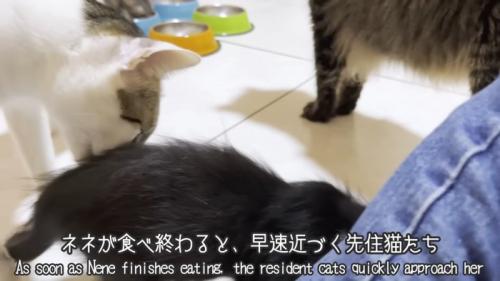 成猫ににおいをかがれる子猫
