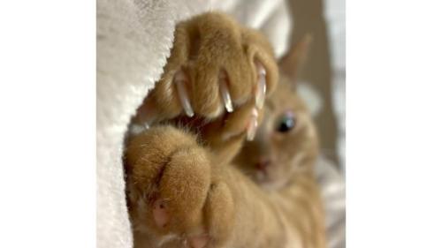 猫の手