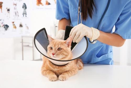 猫にエリザベスカラーを着ける獣医師