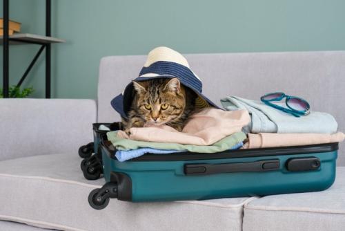 服の上に座る猫