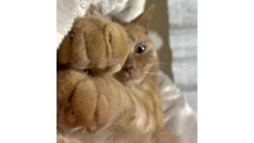 猫の手