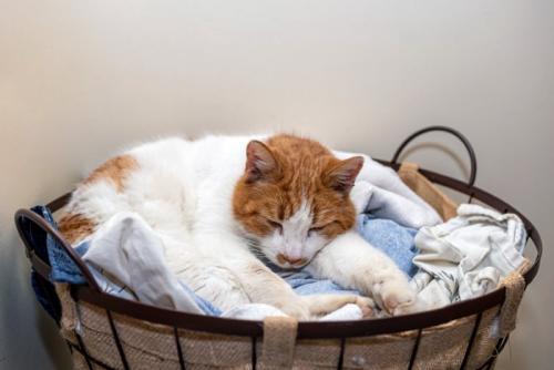 洗濯物の上で寝る猫