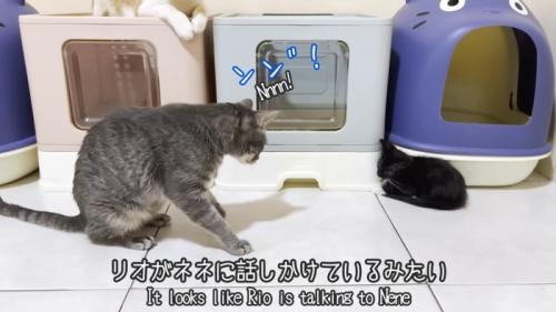 子猫を見つめる成猫