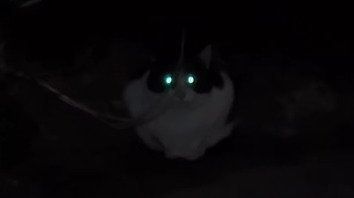 暗闇で目が光る猫