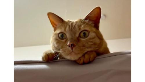 室内にいる猫