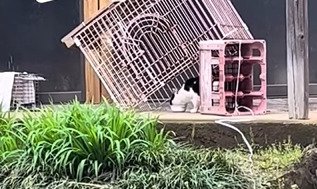 ケージ内のご飯を食べる猫