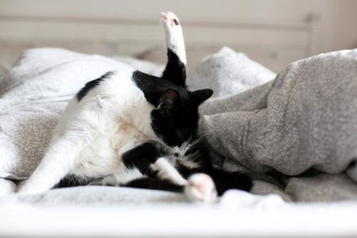 下半身を毛づくろいしている猫