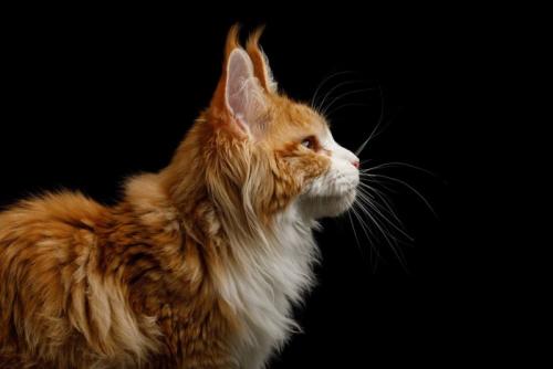 猫の横顔