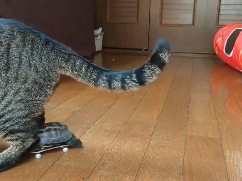 猫にぶつかる亀