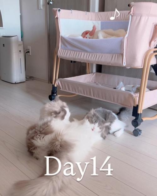 じゃれる猫たち
