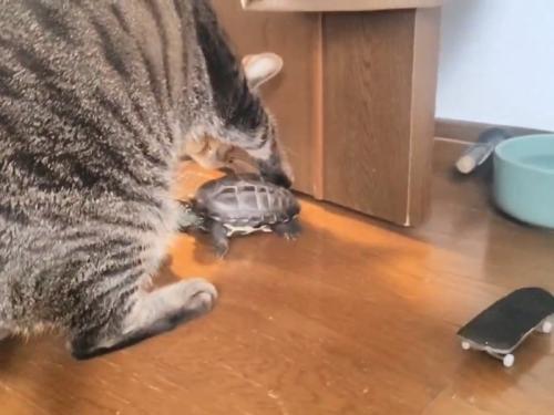 亀を触る猫
