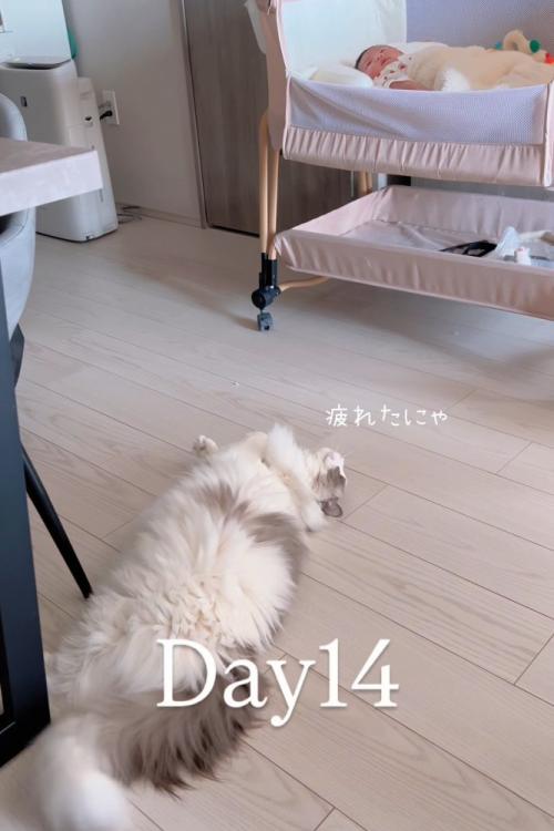 仰向けになる猫