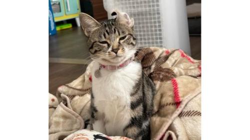 耳が反っている猫