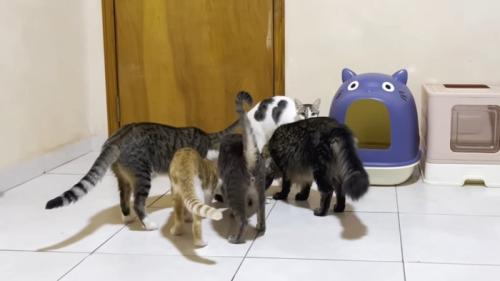 子猫を取り囲む成猫