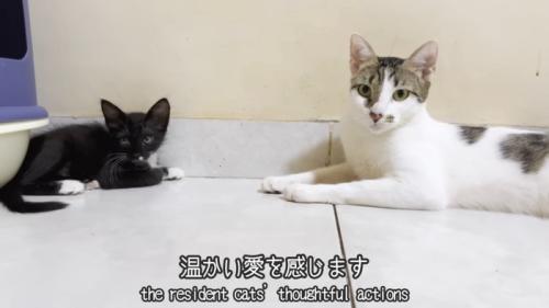 向かい合う子猫と成猫