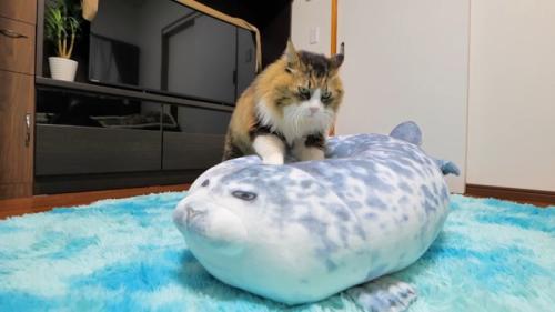 ふみふみ