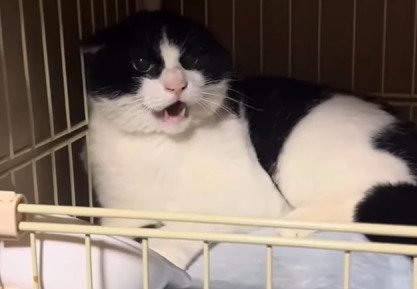 鳴く猫
