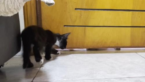 ドア下の隙間を見る子猫