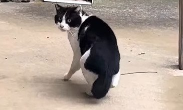 振り向く猫