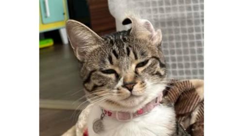 耳が反っている猫