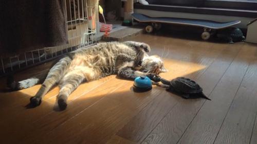 亀の顔に触る猫