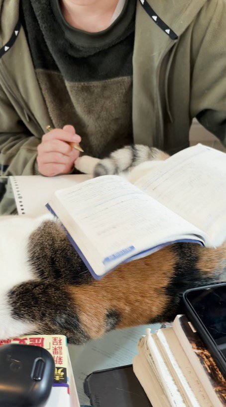 猫の体の上へ教科書を乗せる男の子