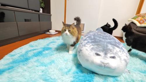 歩いてくるボス吉くん