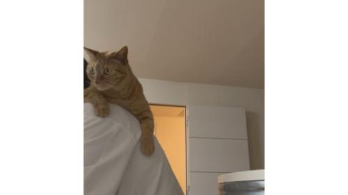 抱かれている猫