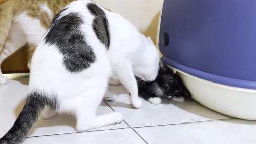 小さくなる子猫