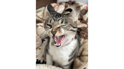 耳が反っている猫