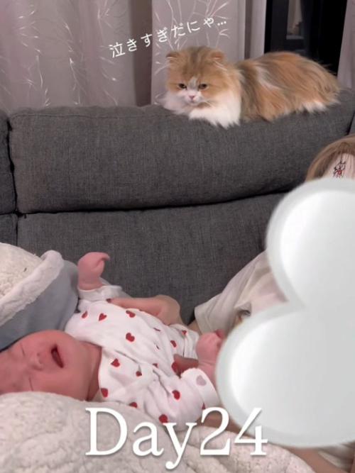 ないてる赤ちゃんを見る猫