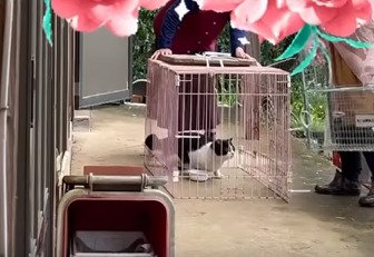 ケージ内に入った猫%日かけて無事に保護