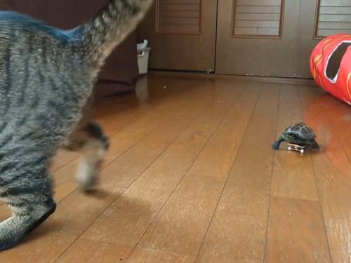 猫を追いかける亀