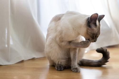座ったまま自分の前足を噛んでいる猫