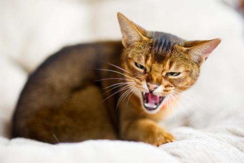シャーと言って怒っている猫