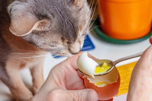 たまごを狙う猫