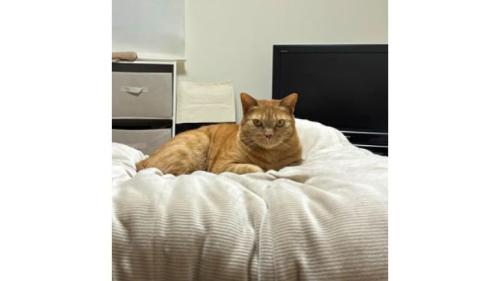 室内にいる猫