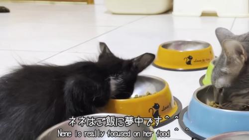 ごはんを食べる子猫