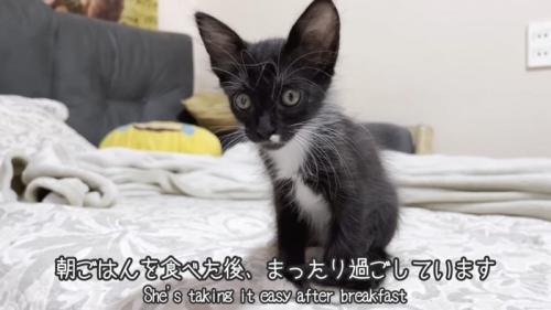 お座りする子猫
