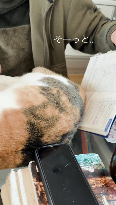 猫の体の下から教科書を引き抜く男の子