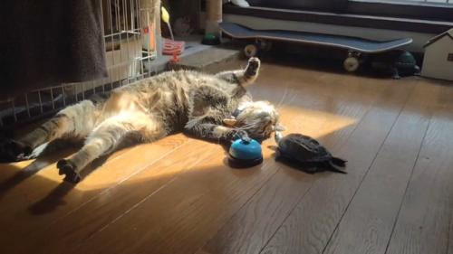 仰向けの猫