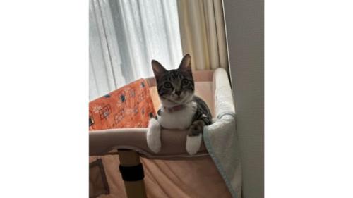 室内にいる猫