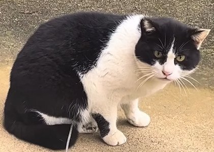 地面に座る猫