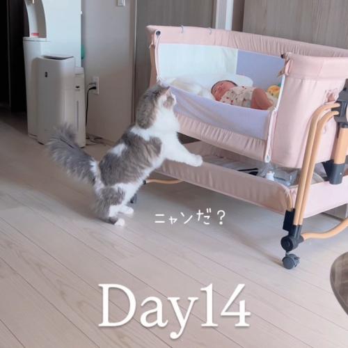ベビーベッドをのぞく猫