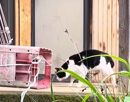 カゴのにおいを嗅ぐ猫