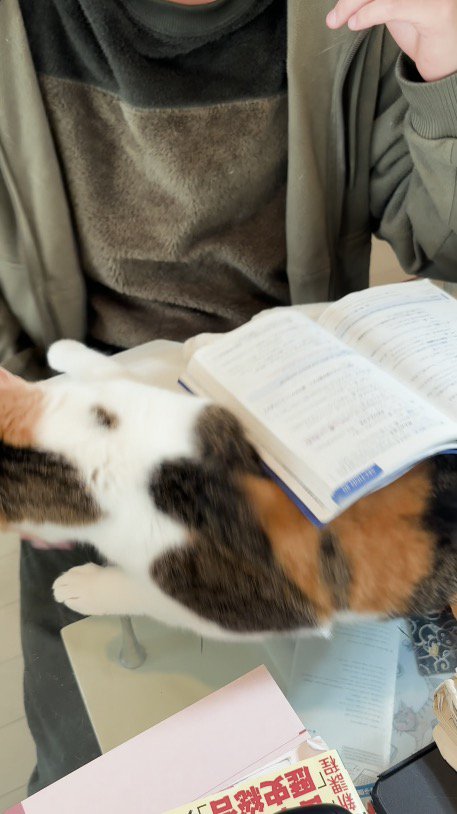 手を引いた男の子の手に前足を伸ばす猫
