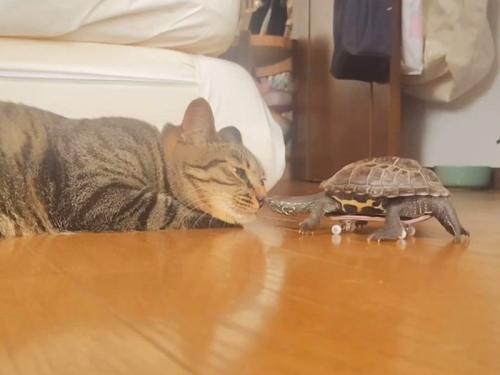 顔を近づける猫と亀