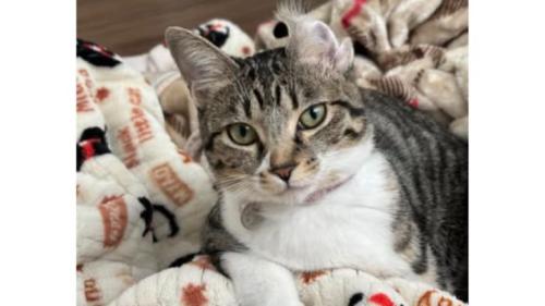 耳が反っている猫